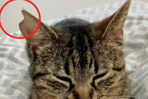 Disappearance alert Cat Female , 3 years Gibloux Switzerland