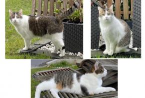 Disappearance alert Cat Male , 2 years Mersch Luxembourg