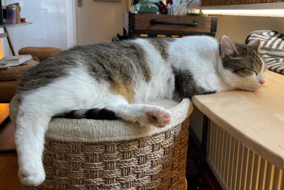 Disappearance alert Cat Male , 2 years Mersch Luxembourg