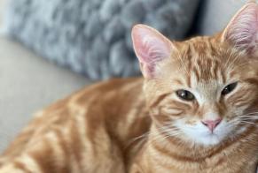 Disappearance alert Cat miscegenation Male , 2 years Eysins Switzerland
