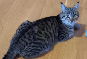 Disappearance alert Cat Male , 1 years Gibloux Switzerland