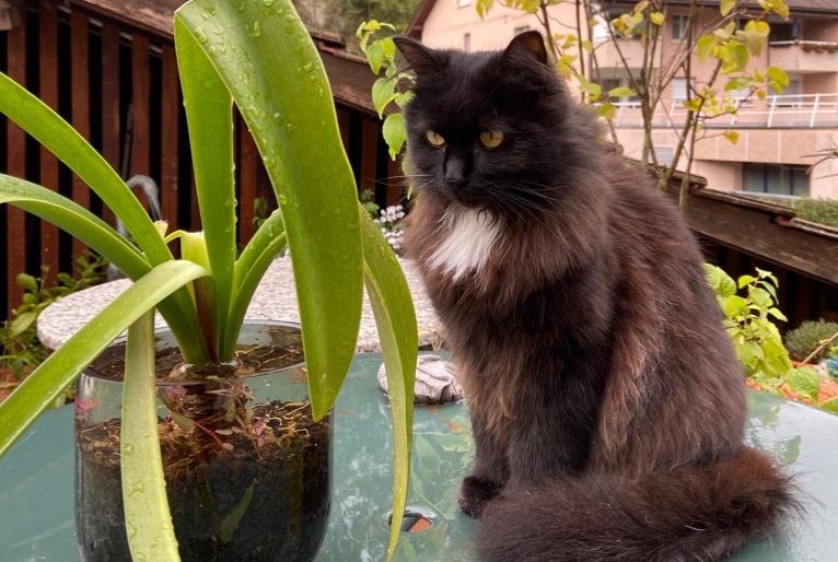 Disappearance alert Cat Female , 4 years Bex Switzerland