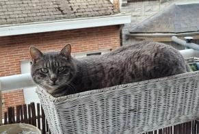 Disappearance alert Cat Male , 5 years Ciney Belgium