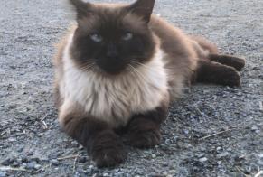 Disappearance alert Cat  Male , 7 years Bénéjacq France