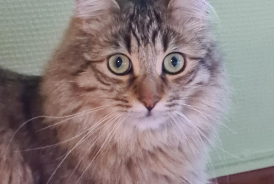 Disappearance alert Cat Male , 3 years Colomiers France