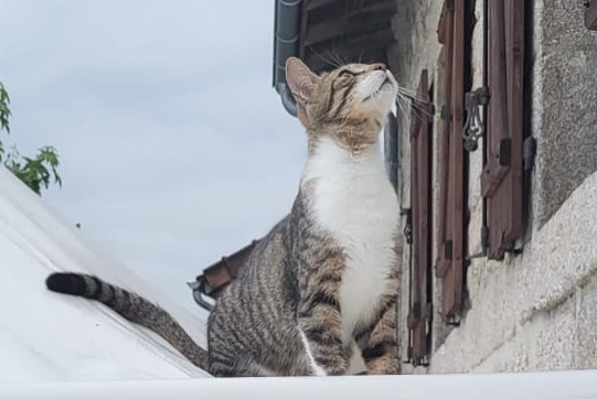 Disappearance alert Cat miscegenation Male , 1 years Saint-Sylvestre France