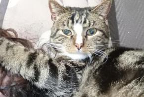 Disappearance alert Cat miscegenation Male , 5 years Fontaine-l'Évêque Belgium