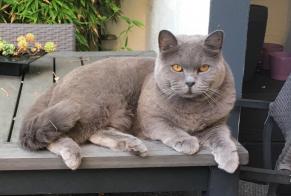 Disappearance alert Cat  Male , 9 years Platja d'Aro Spain