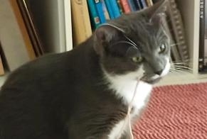 Disappearance alert Cat  Male , 0 years Fonbeauzard France