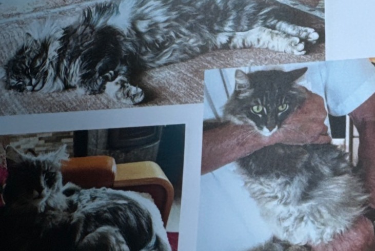 Disappearance alert Cat miscegenation Male , 3 years Buchillon Switzerland