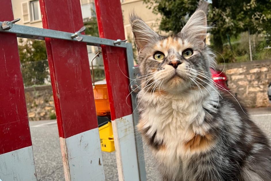 Discovery alert Cat  Unknown Neuchâtel Switzerland