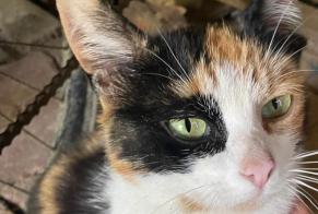 Discovery alert Cat Female Lamballe-Armor France