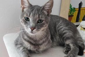 Disappearance alert Cat Male , 5 years Moret-Loing-et-Orvanne France