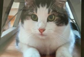 Disappearance alert Cat Male , 7 years Boudry Switzerland