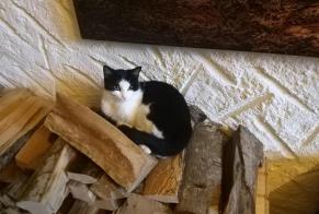 Disappearance alert Cat Female , 3 years Forel (Lavaux) Switzerland