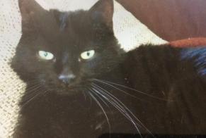 Disappearance alert Cat Female , 16 years Territet Switzerland