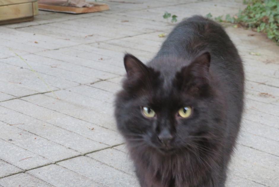 Disappearance alert Cat Male , 3 years Ygos-Saint-Saturnin France