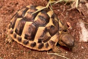 Disappearance alert Tortoise Female , 2025 years Frouzins France