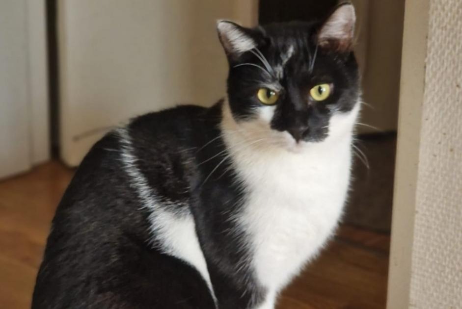 Disappearance alert Cat miscegenation Male , 2024 years Luxembourg Luxembourg