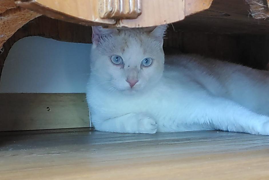 Disappearance alert Cat Male , 1 years Champvent Switzerland