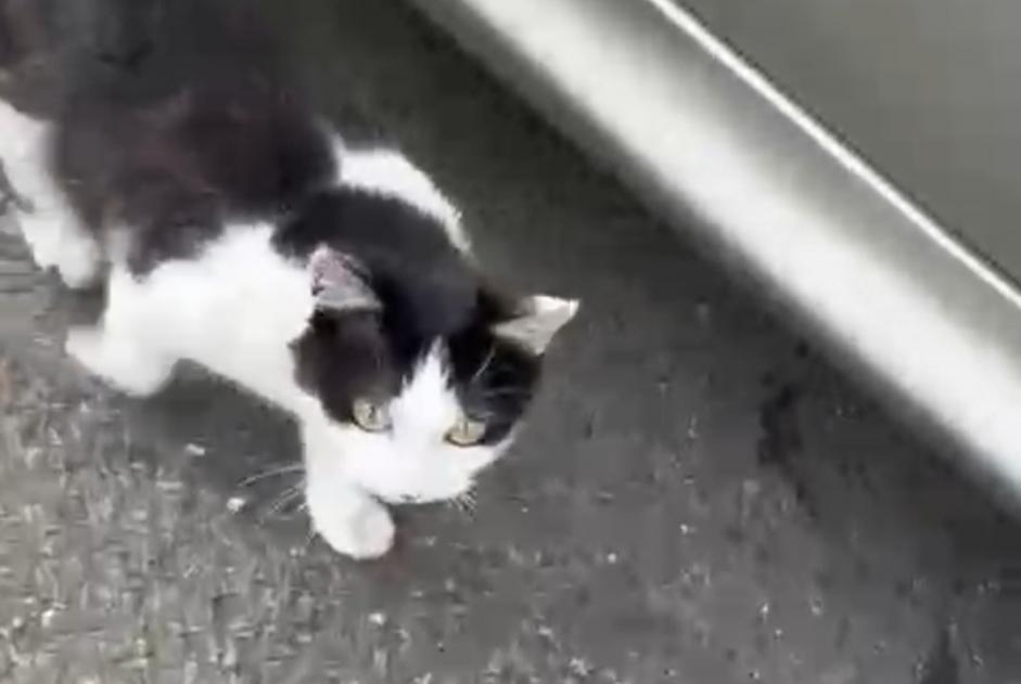 Discovery alert Cat Female Rive-de-Gier France