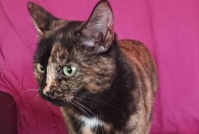 Discovery alert Cat  Female , Between 4 and 6 months Bressols France