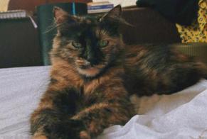 Disappearance alert Cat Female , 3 years Val-de-Ruz Switzerland