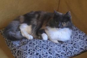 Disappearance alert Cat miscegenation Female , 7 years Hérimoncourt France