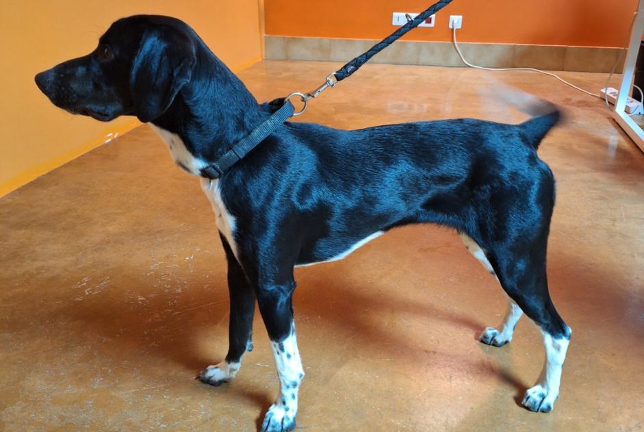 Discovery alert Dog Male Blauzac France