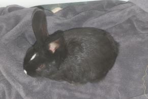 Discovery alert Rabbit Female Conthey Switzerland