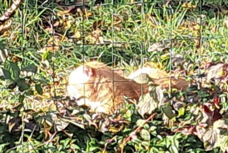 Discovery alert Cat Male L'Isle-d'Espagnac France