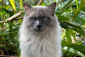 Disappearance alert Cat  Male , 2 years Luxembourg Luxembourg