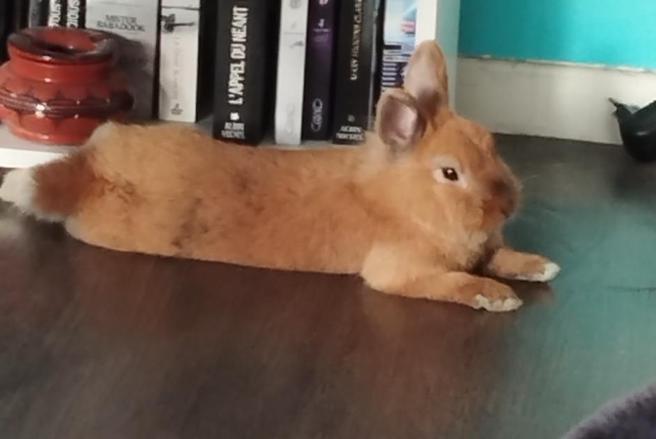 Disappearance alert Rabbit Male , 2025 years Villeneuve-d'Ascq France