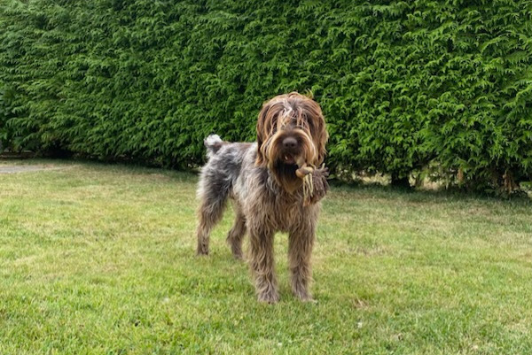 Disappearance alert Dog  Male , 2 years Saint-Paul-du-Vernay France