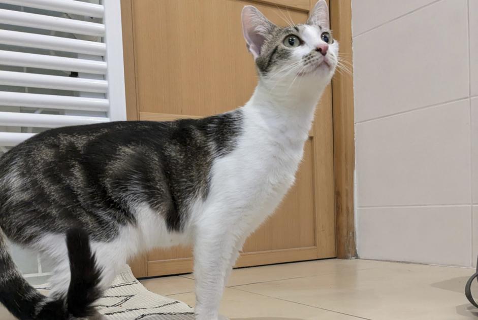 Discovery alert Cat Female Villeneuve-d'Ascq France