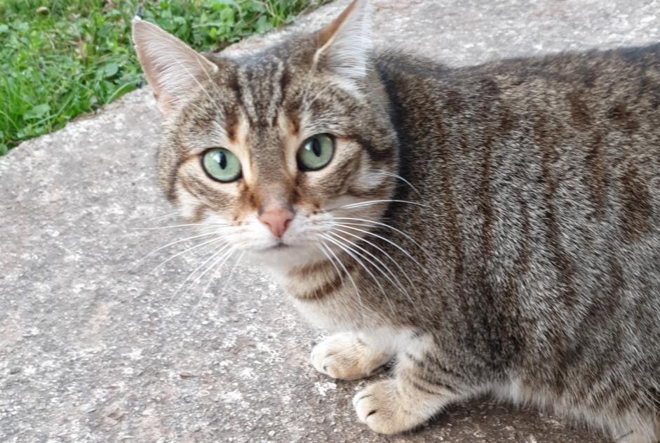 Disappearance alert Cat miscegenation Female , 6 years Bédarieux France