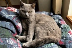 Disappearance alert Cat  Female , 4 years Esch-sur-Alzette Luxembourg