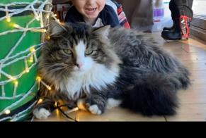 Disappearance alert Cat miscegenation Male , 9 years Coquelles France