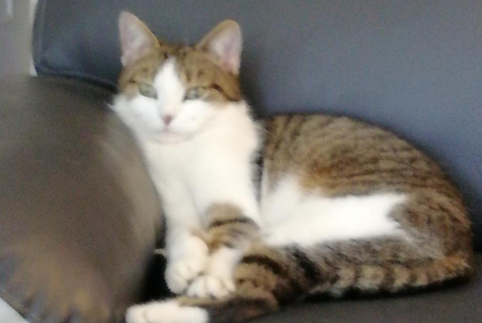 Disappearance alert Cat Female , 10 years Chartres France