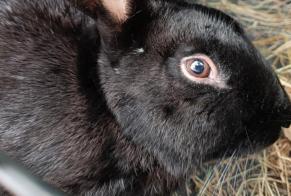 Discovery alert Rabbit Unknown Saint-Étienne-du-Bois France