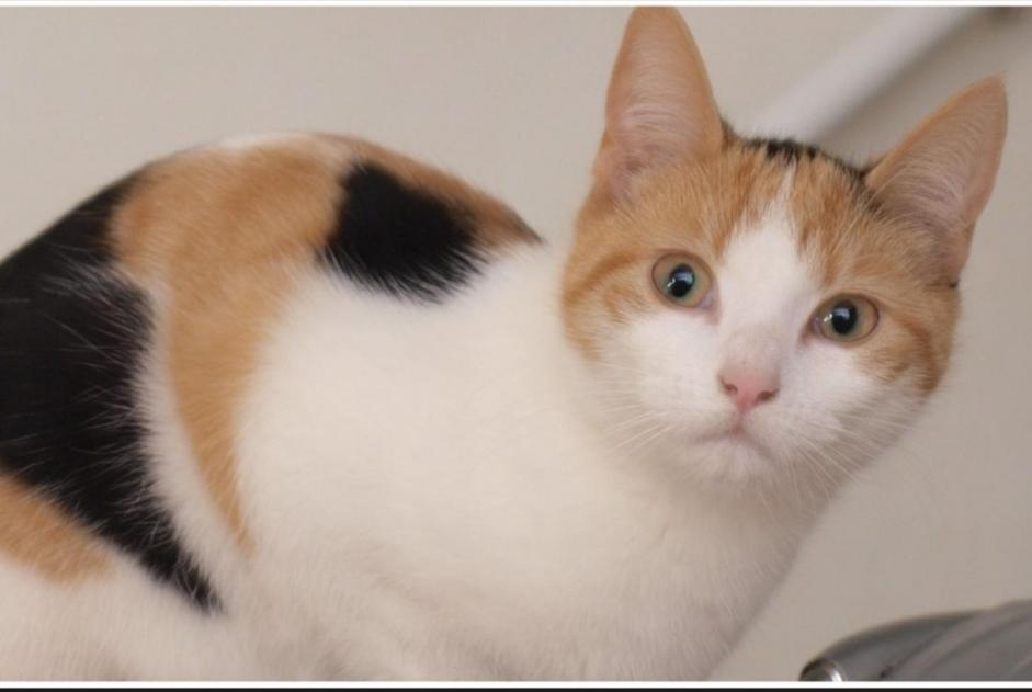 Disappearance alert Cat  Female , 2 years Boisset-les-Prévanches France