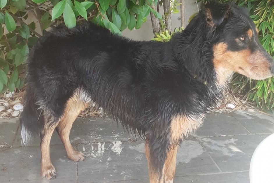 Disappearance alert Dog  Male , 4 years Sauvian France