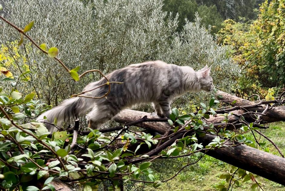 Disappearance alert Cat miscegenation Female , 1 years Sébazac-Concourès France