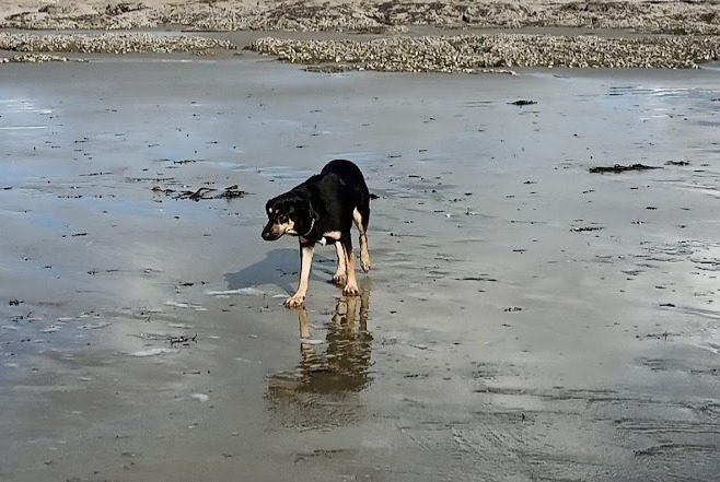 Disappearance alert Dog miscegenation Male , 4 years La Bazouge-de-Chéméré France