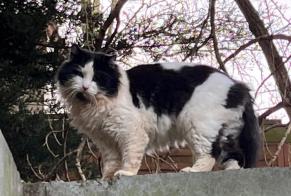 Discovery alert Cat Unknown Villiers-Saint-Frédéric France