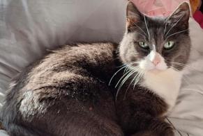 Disappearance alert Cat Female , 8 years Bures-sur-Yvette France