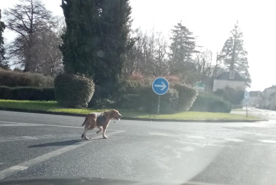 Discovery alert Dog miscegenation Unknown Lussac-les-Châteaux France