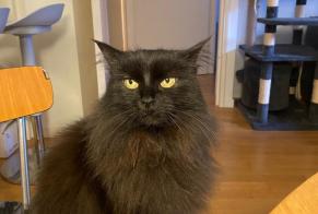 Disappearance alert Cat Female , 13 years Boulogne-Billancourt France