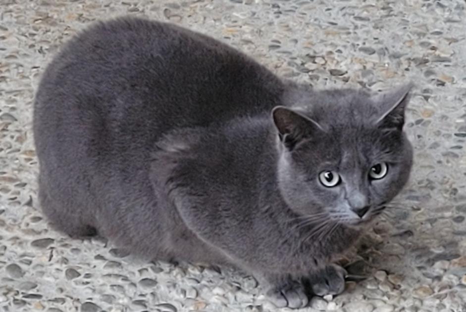 Discovery alert Cat miscegenation Male Clairac France