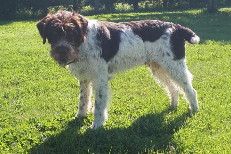 Disappearance alert Dog  Male , 6 years Saint-Christophe-sur-Avre France